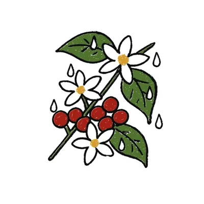 Petricor | Café Especial logo