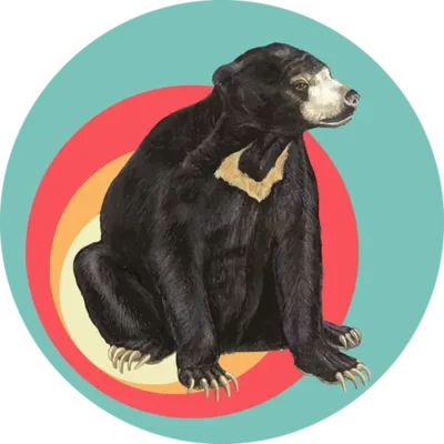 Sun Bear Specialty Coffee Roasters logo